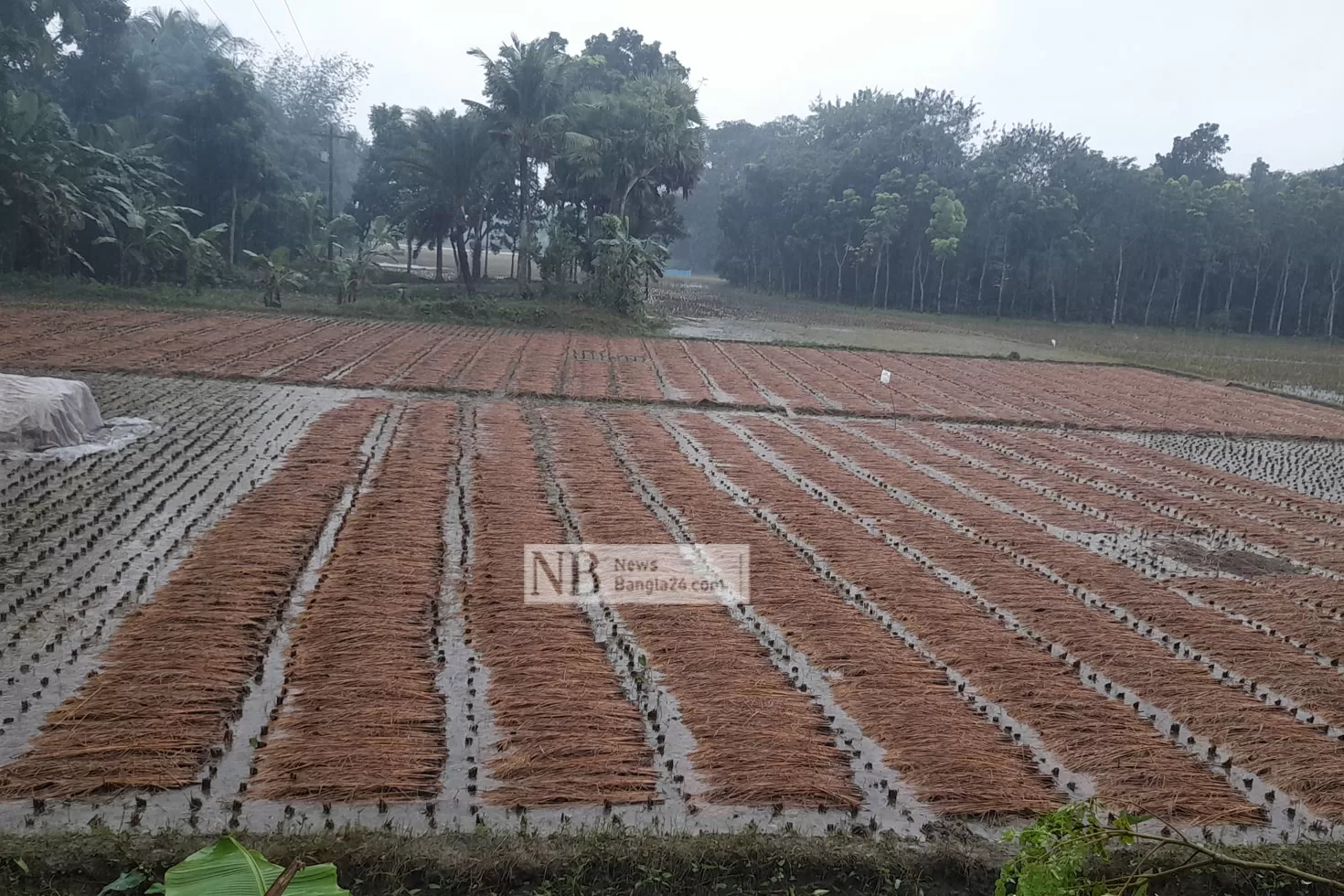 ঘূর্ণিঝড় জাওয়াদ: ফসল নিয়ে দুশ্চিন্তায়  উপকূলের কৃষক