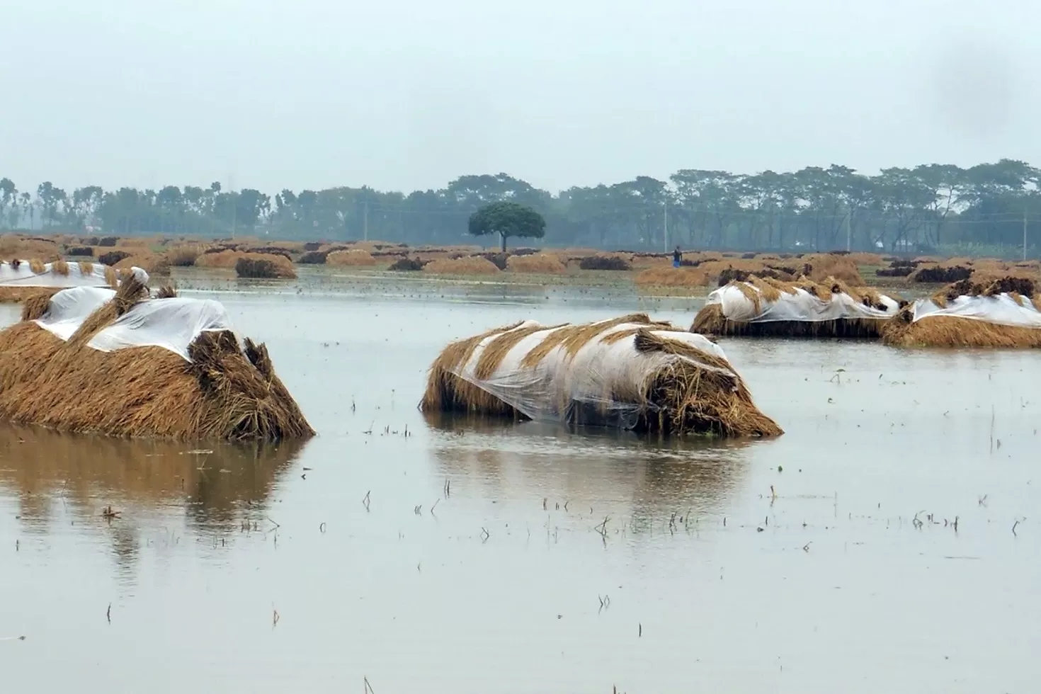 ‘ইবারের বৃষ্টিতে ম্যালা ক্ষতি হয়ে গেল’