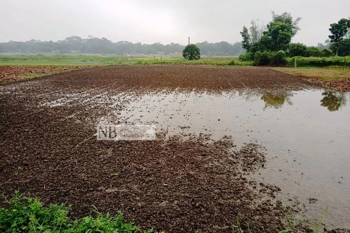 বৃষ্টিতে তলিয়ে গেছে সরিষার ক্ষেত