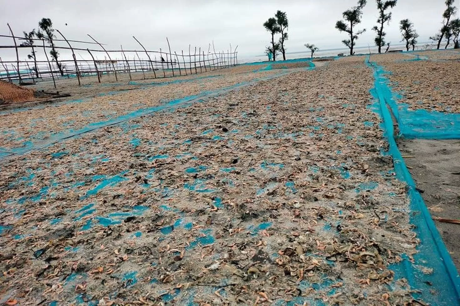 তালতলী শুঁটকিপল্লিতে ‘অর্ধকোটি টাকার ক্ষতি’