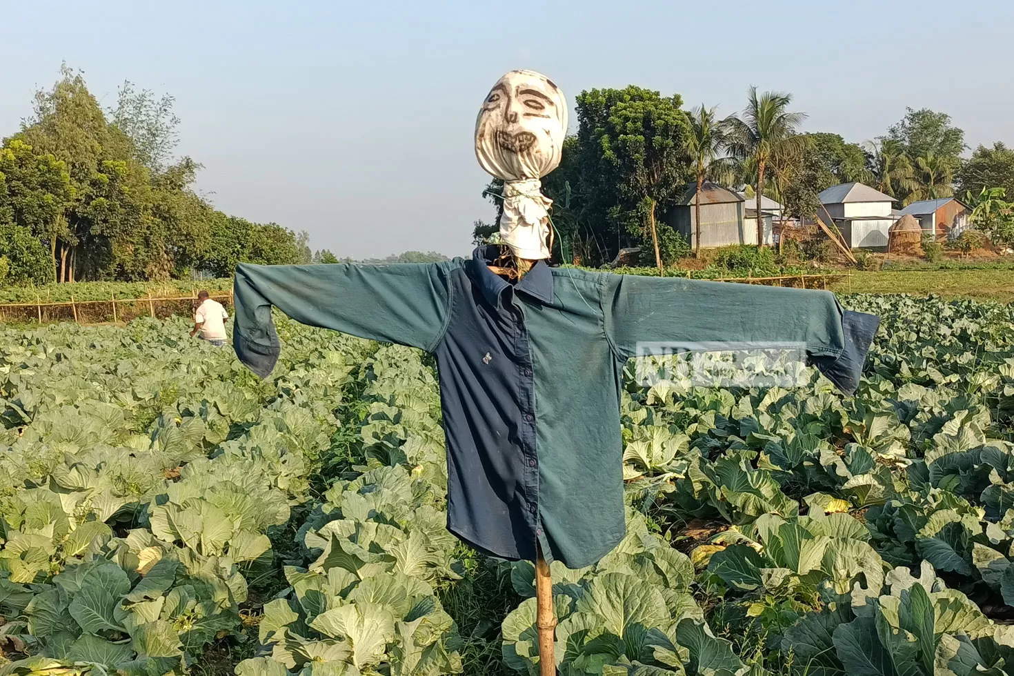 কৃষকের বন্ধু কাকতাড়ুয়া