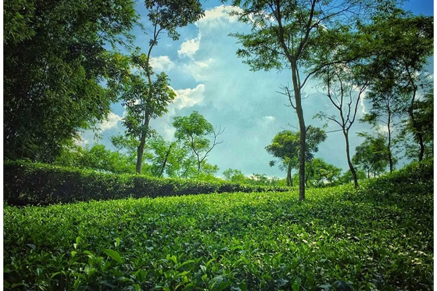 বৈকুণ্ঠপুর চা বাগান বন্ধ, বিপাকে ৫ শতাধিক শ্রমিক
