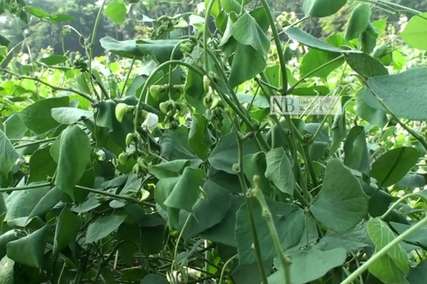 শিমগাছগুলো কেটে নিল কে?