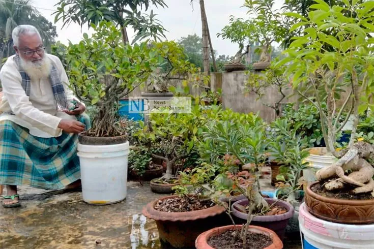 এক ছাদে এত বনসাই!