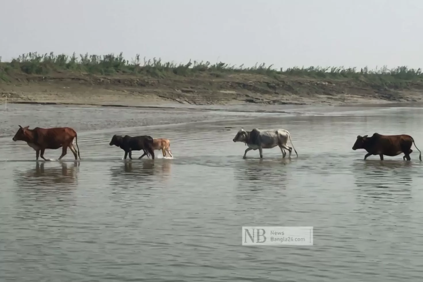 যেখানে গরু-মহিষের জন্মনিবন্ধন বাধ্যতামূলক