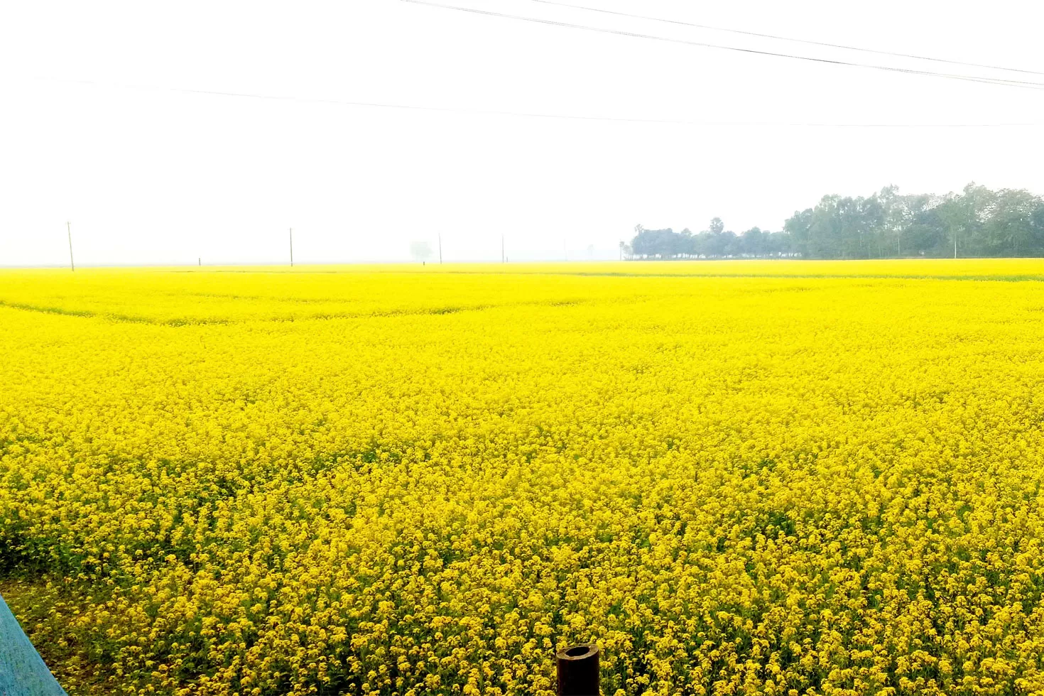 হলুদে-মোড়া-ফসলের-মাঠ