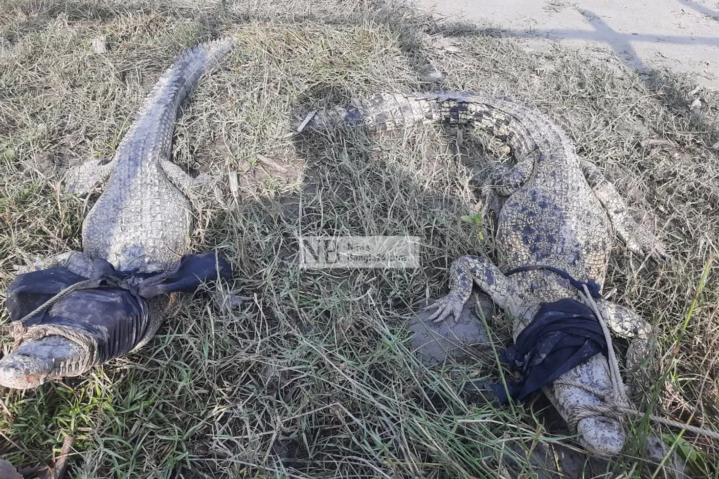 মুজিববর্ষ: সুন্দরবনে অবমুক্ত ১০০ কুমির