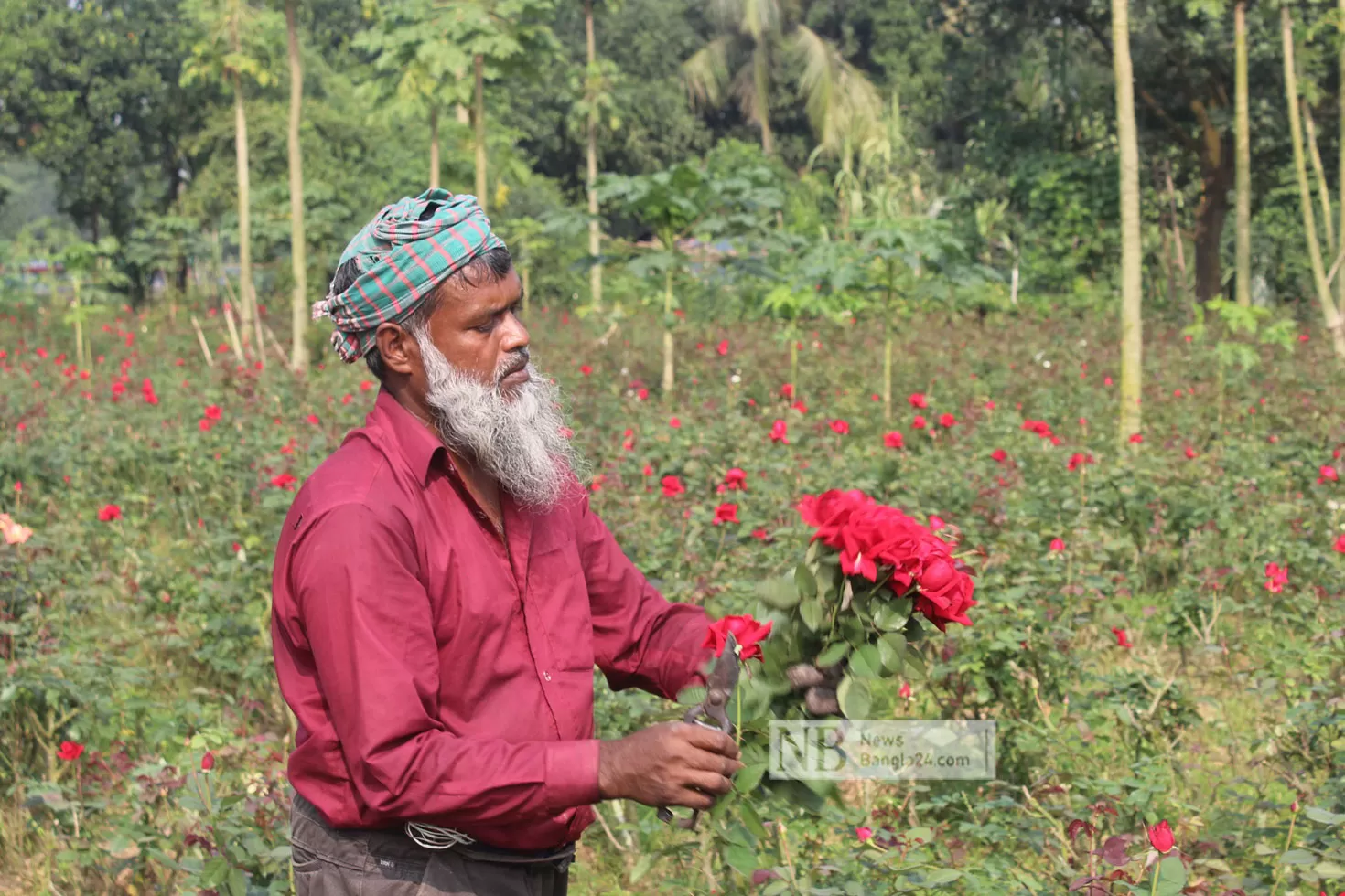 বাগানে গোলাপ ৫০ পয়সা, মার্কেটে ১০ টাকা