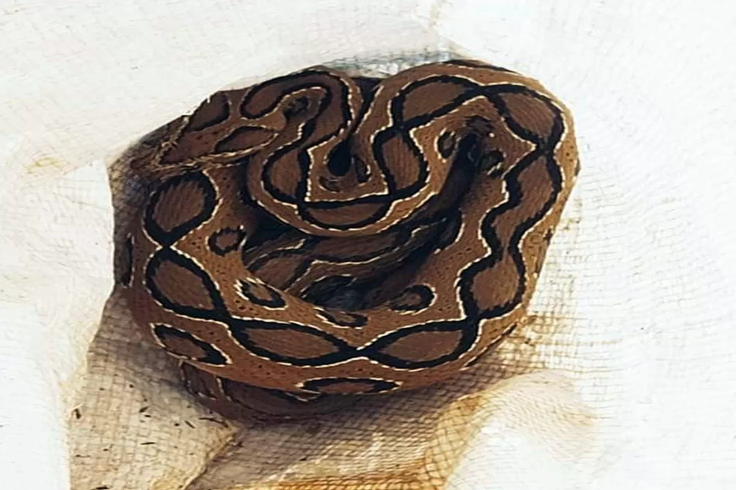 আমবাগান থেকে উদ্ধার রাসেলস ভাইপার