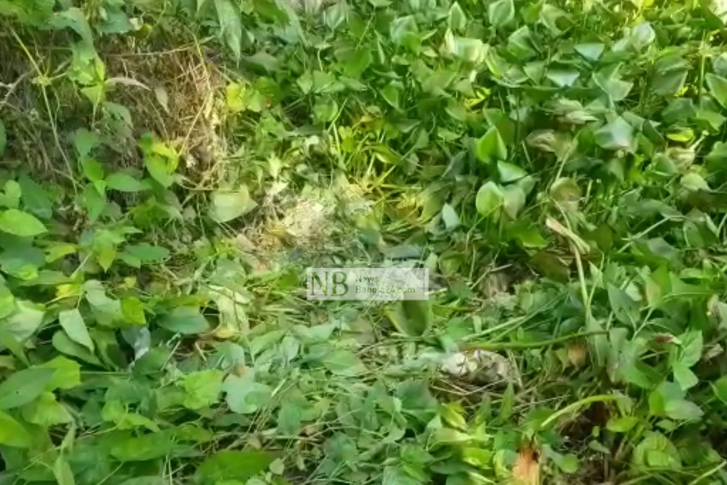 ডোবায় ভাসছিল শিশুর বস্তাবন্দি দেহ