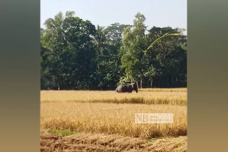 গ্রামে হাতি আতঙ্ক