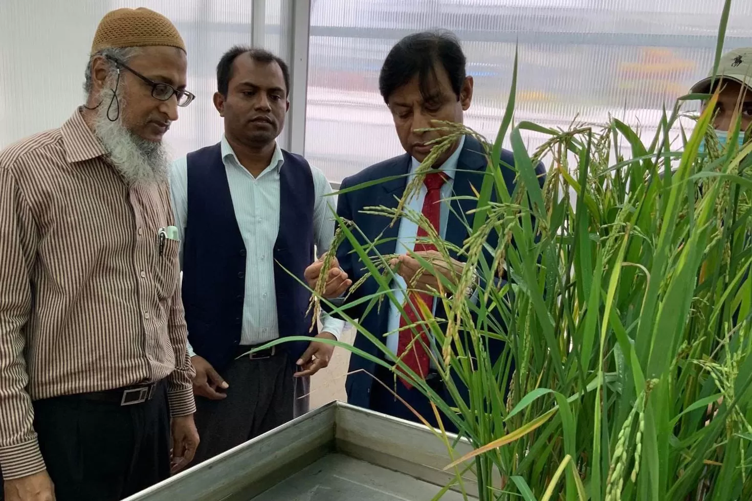 সুগন্ধি ছড়াবে নতুন ধান, তাড়াবে পোকাও