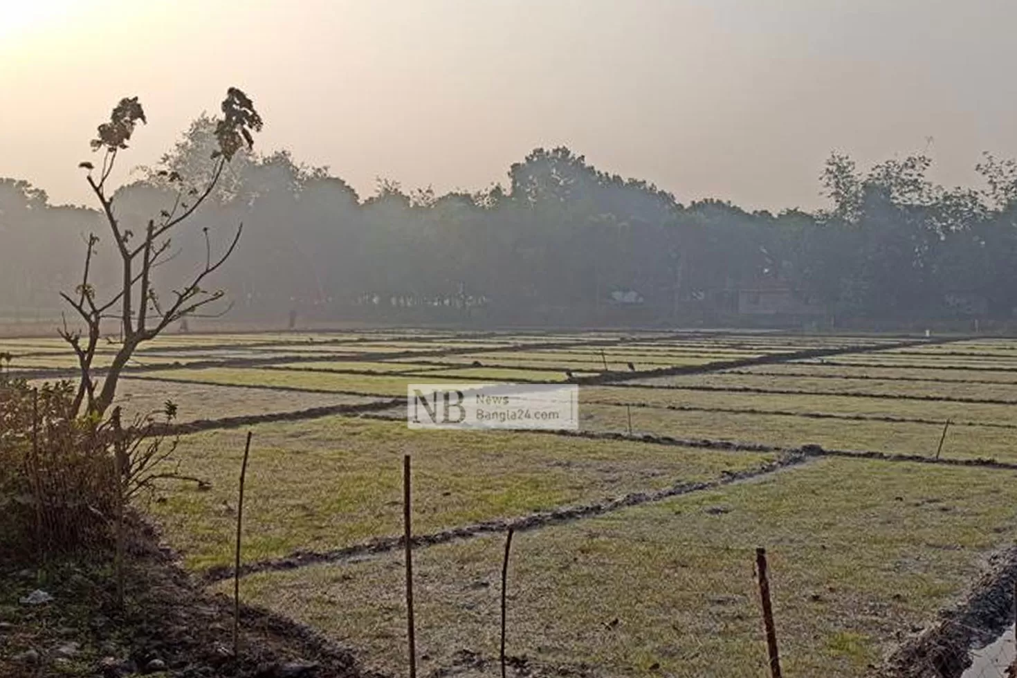 তীব্র-ঠান্ডায়-নষ্ট-হচ্ছে-ধানের-বীজতলা