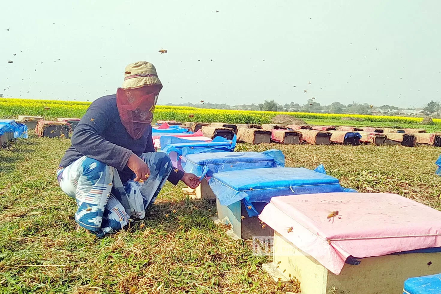 চাকে মধু আর হলুদে মোড়া ফসলের মাঠ