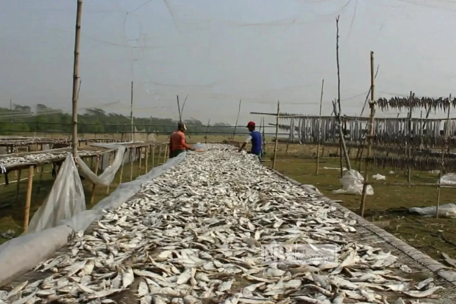 শুঁটকিতে ফের লোকসানের আশঙ্কা ব্যবসায়ীদের