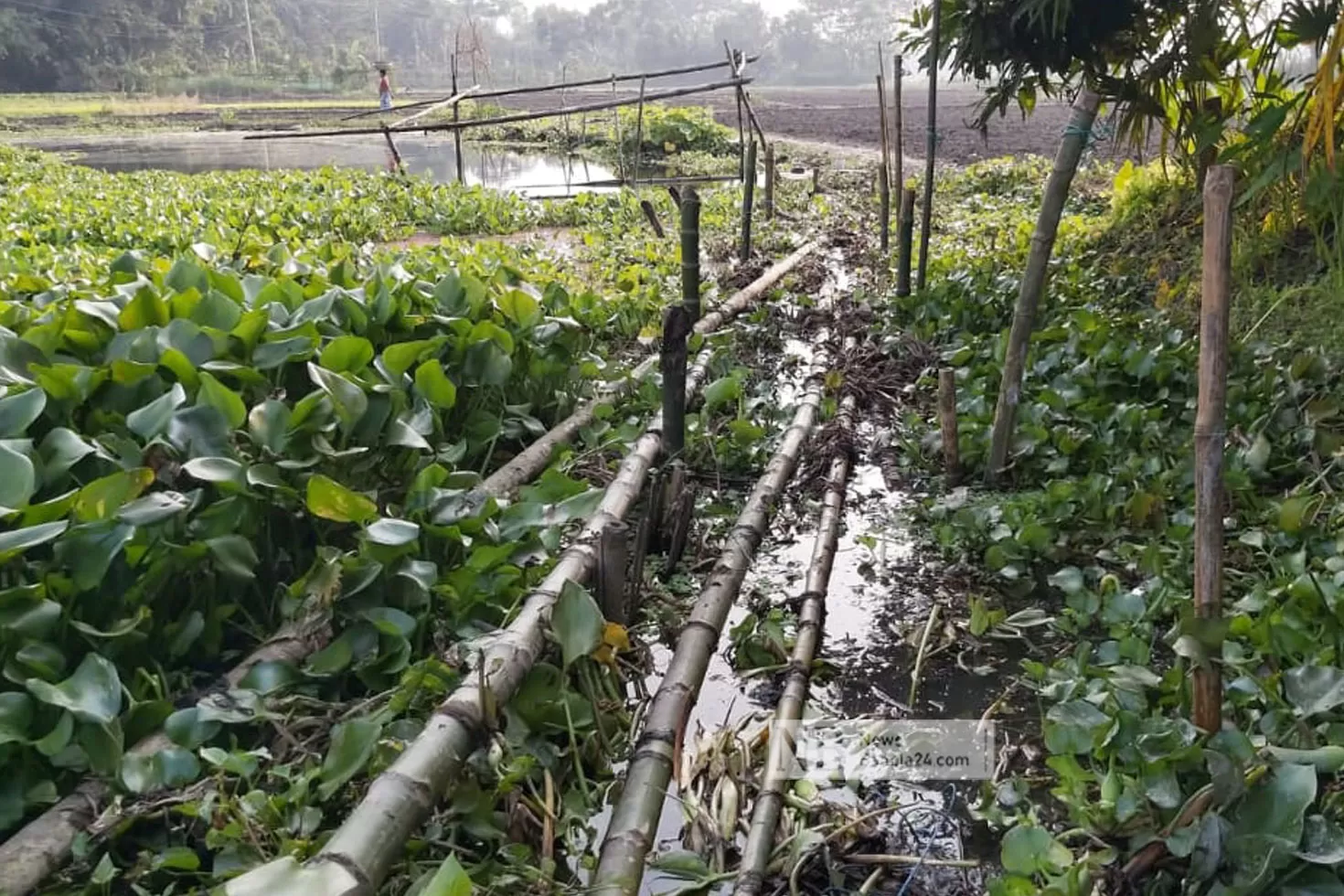 নির্বাচনে-হেরে-সাঁকো-ভেঙে-দিলেন-প্রার্থী