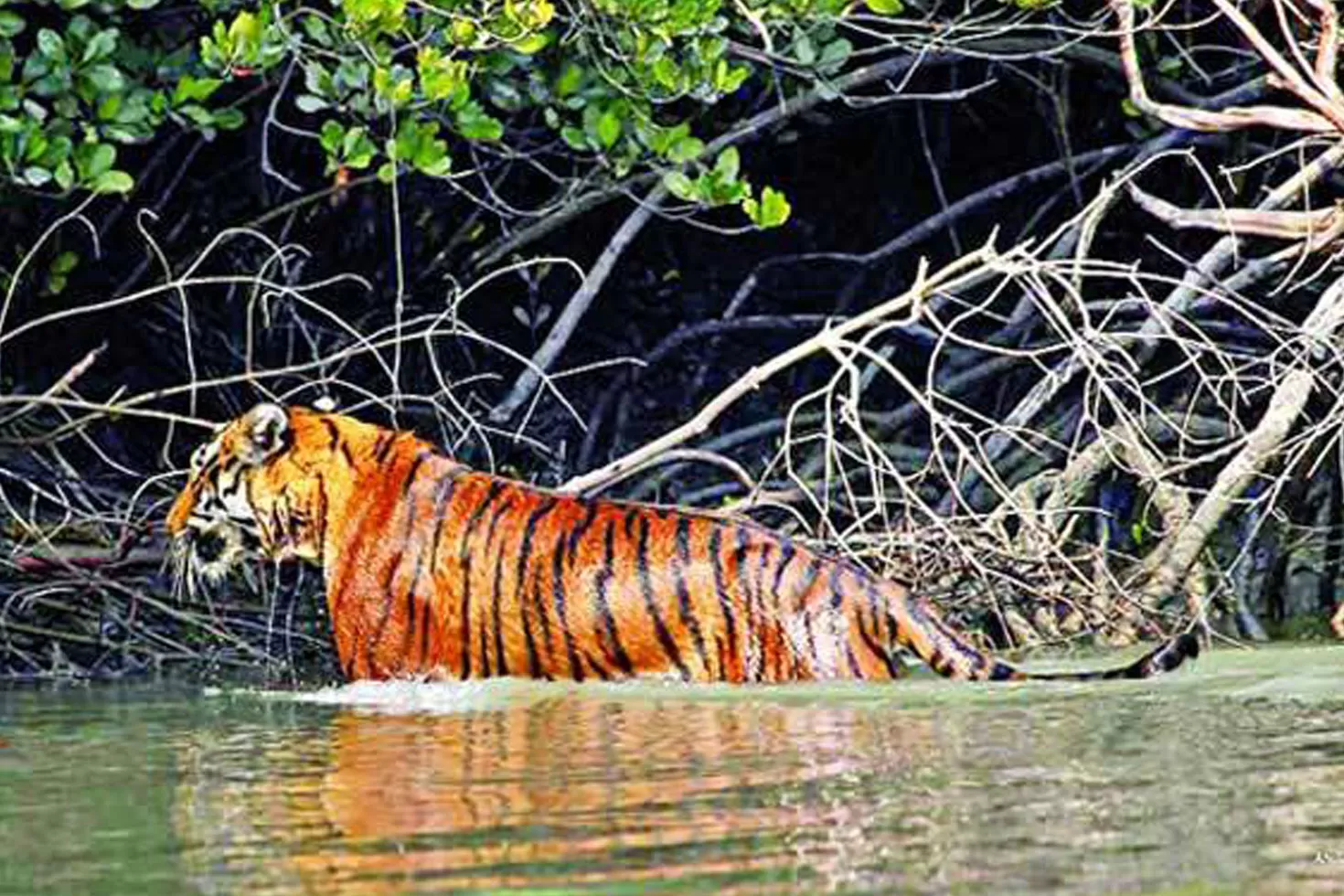 লোকালয়ে আতঙ্ক ছড়ানো বাঘটি অবশেষে ধরা