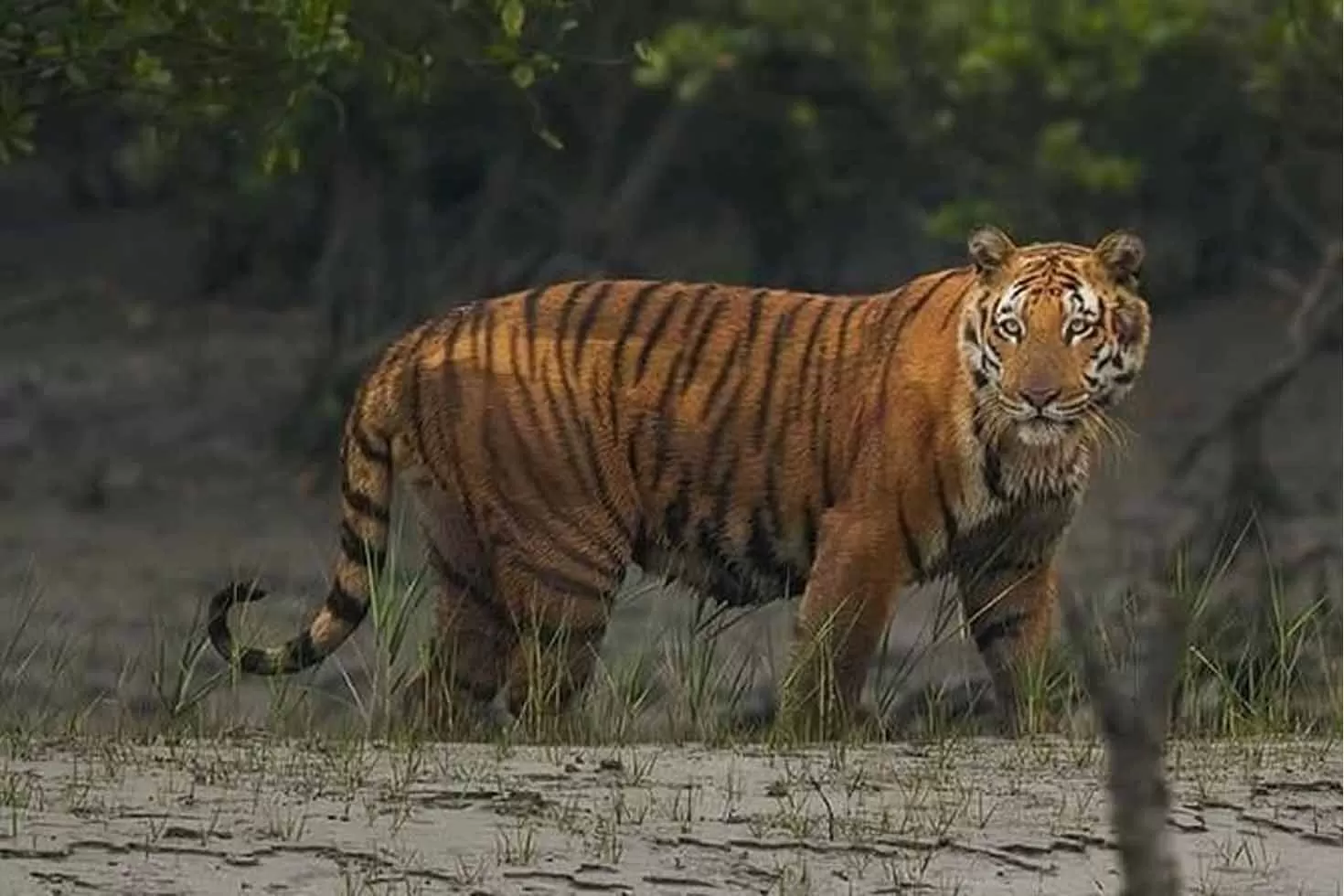 পশ্চিমবঙ্গ-সুন্দরবনের-গোসাবায়-বাঘের-আতঙ্ক