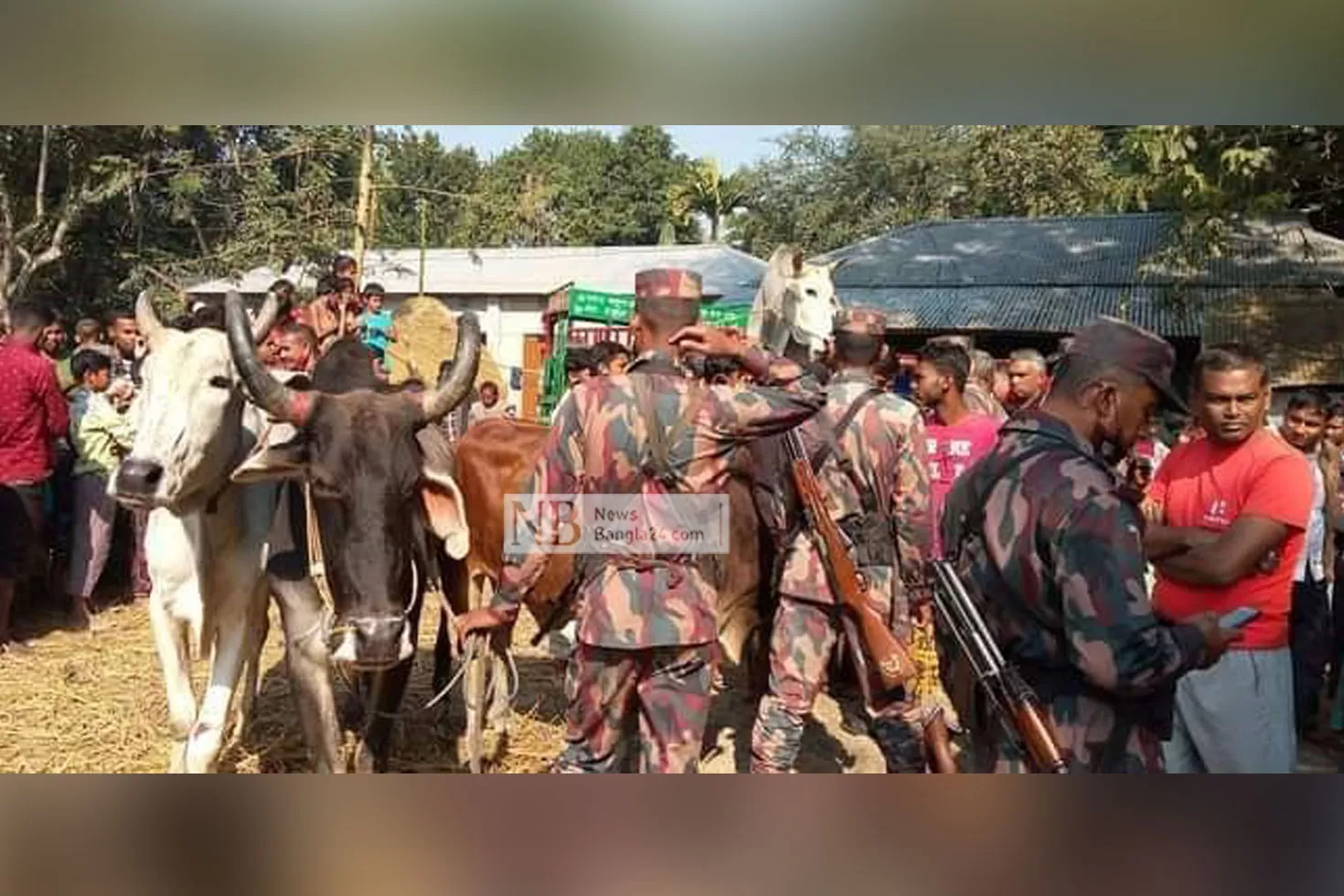 বিজিবির কাছ থেকে গরু ছিনতাই