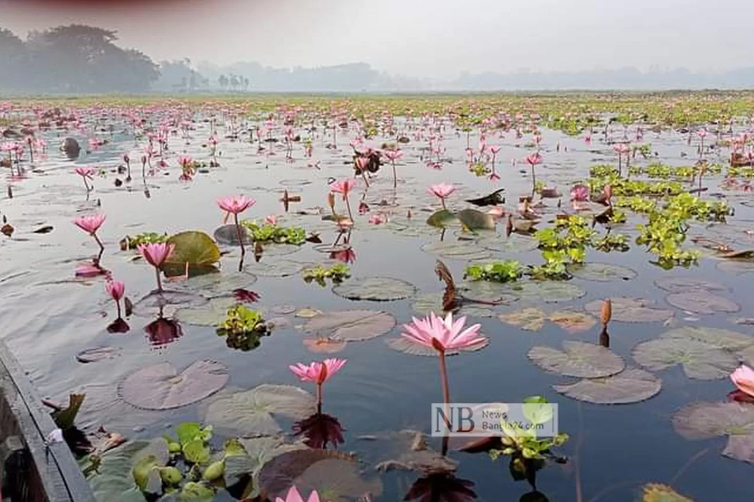 সেই চেচুয়া বিলে শাপলার রাজত্ব