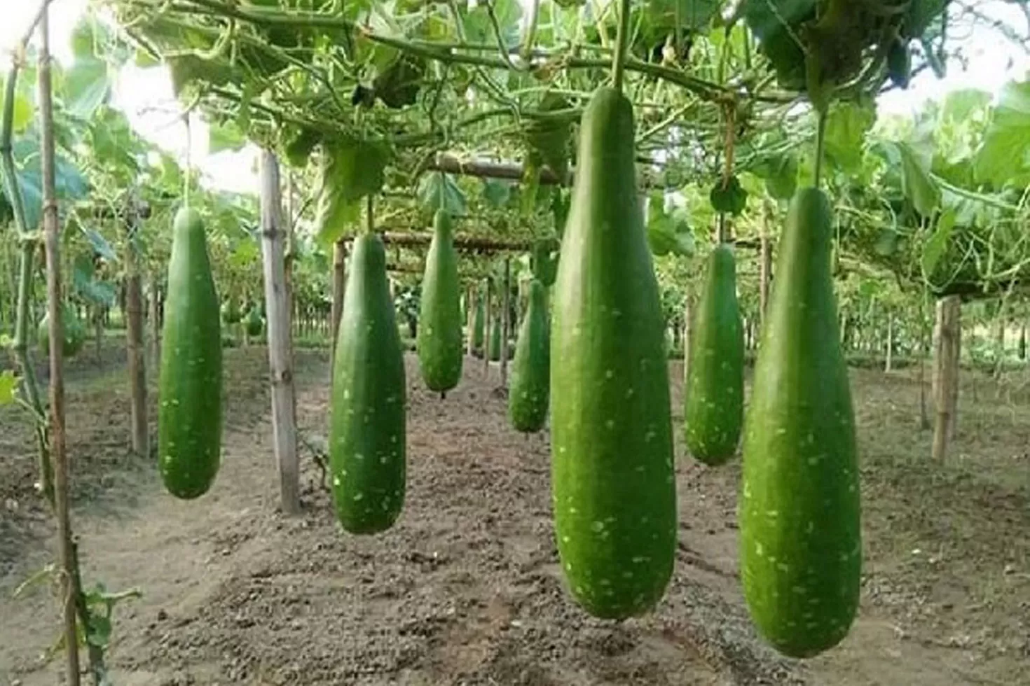 আজ-জানব-লাউ-সম্পর্কে