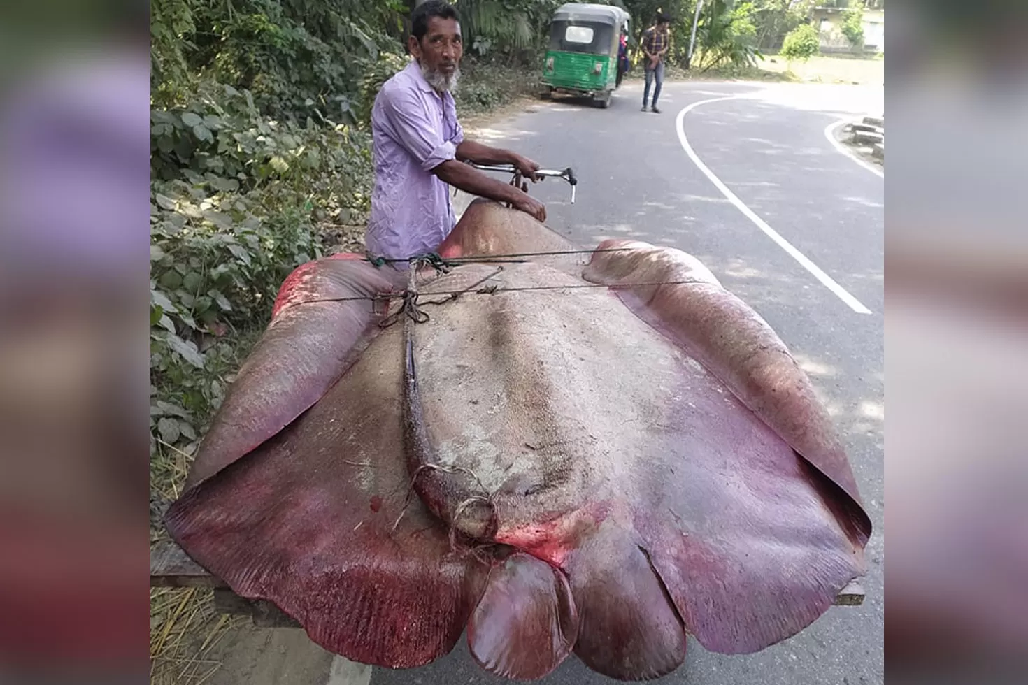 ২০০-কেজির-শাপলা-পাতা-মাছ-৪২-হাজারে