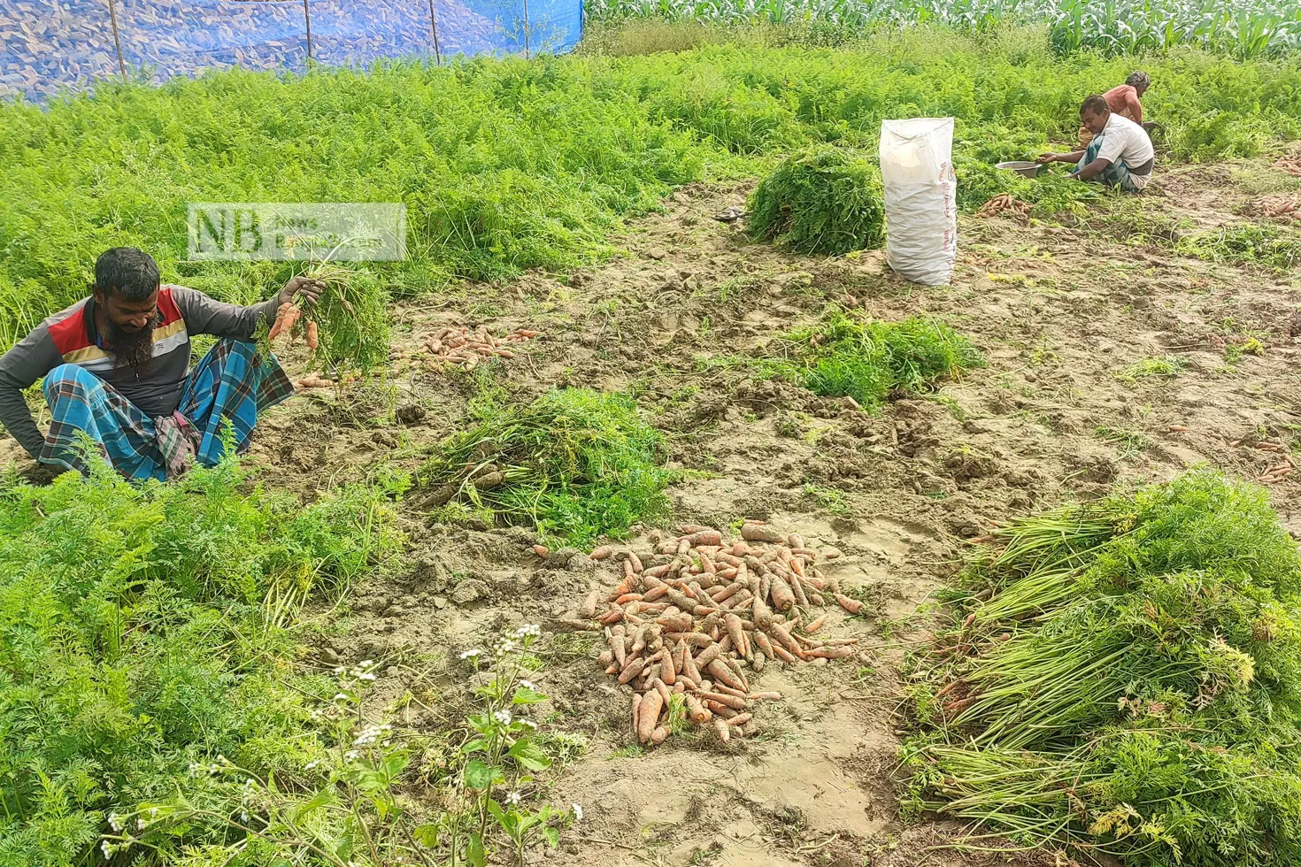 গাজর চাষে লাভবান মেহেরপুরের চাষিরা