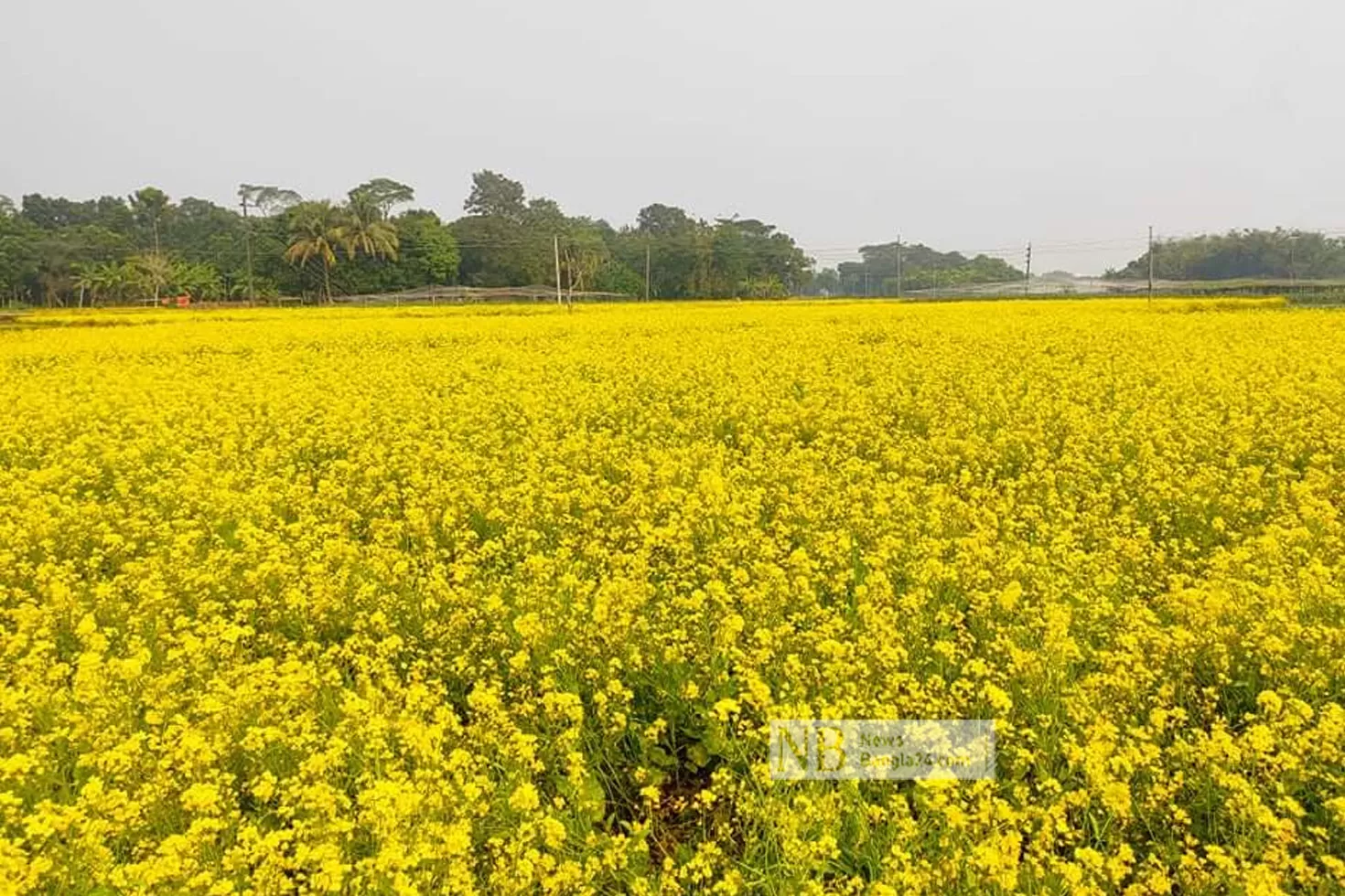 মাঠের পর মাঠ যেন হলুদের হাট