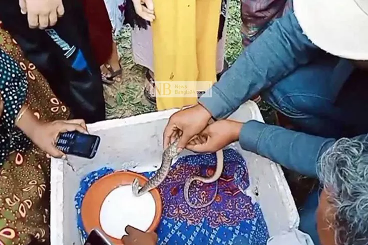 পুড়ে-মারা-যাওয়া-নারীর-ঘরে-সাপ-নিয়ে-হুলুস্থুল