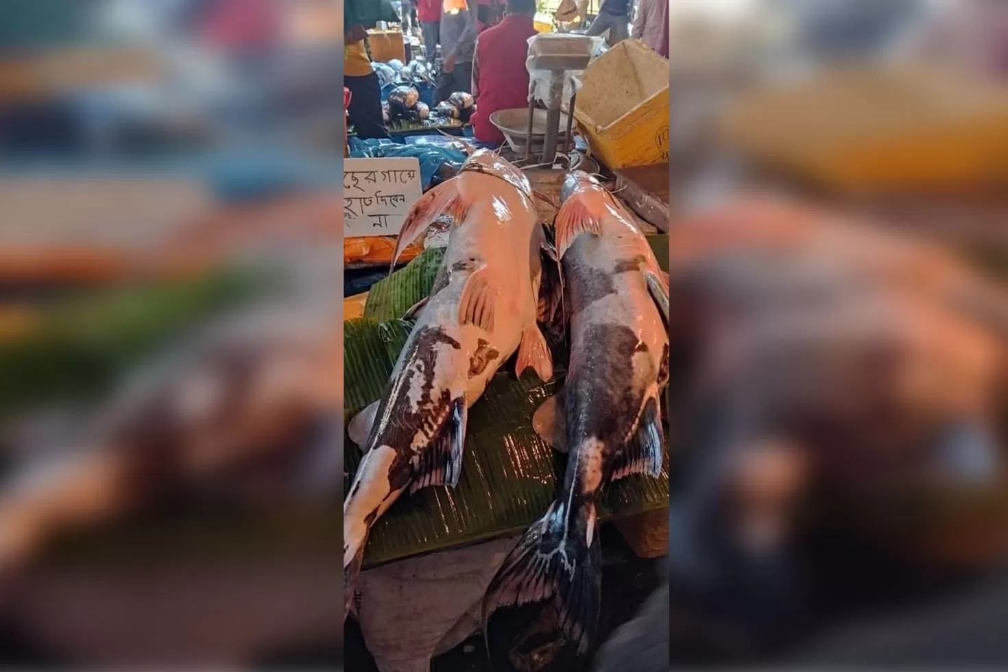 ৭৫ কেজি বাগাড়ের দাম ১ লাখ ২০ হাজার