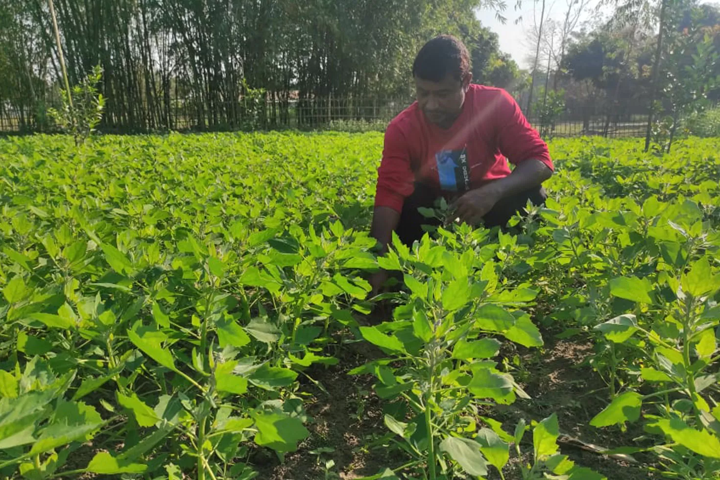 নাসার-মহাকাশচারীদের-খাবার-চাষ-নীলফামারীতে