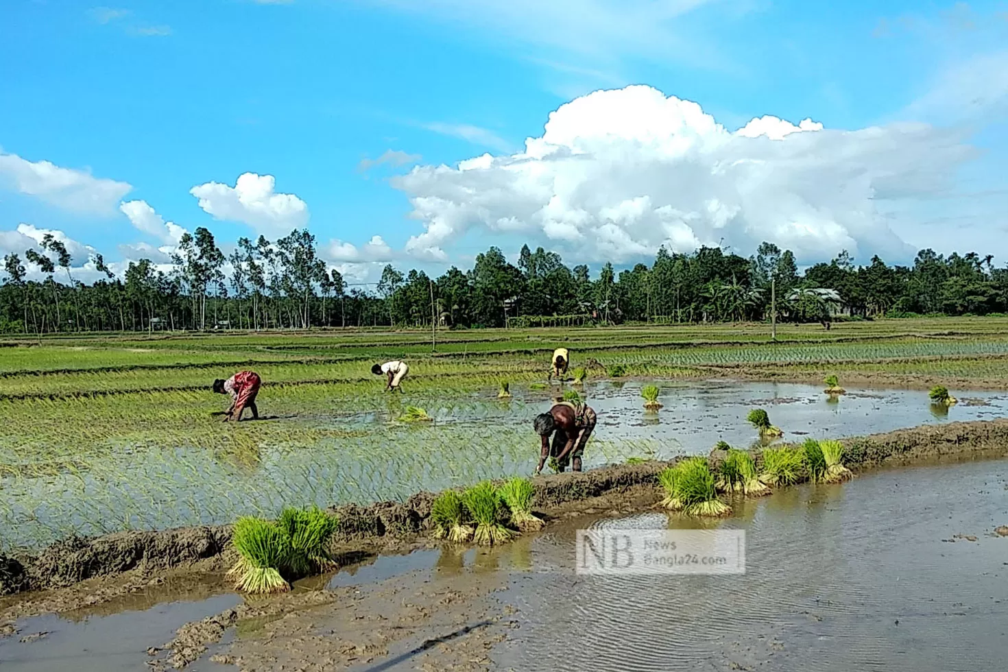 মৌসুমের আগেই ইরি-বোরো রোপণে ব্যস্ত কৃষকরা