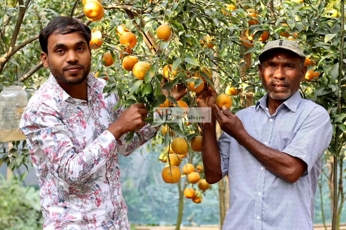 দার্জিলিংয়ের ‘সাদকি’ কমলা নীলফামারীতে