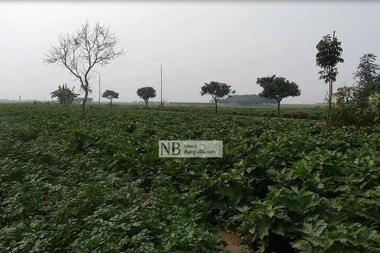 আইনের-মারপ্যাঁচে-চরের-জমির-মালিকানা-