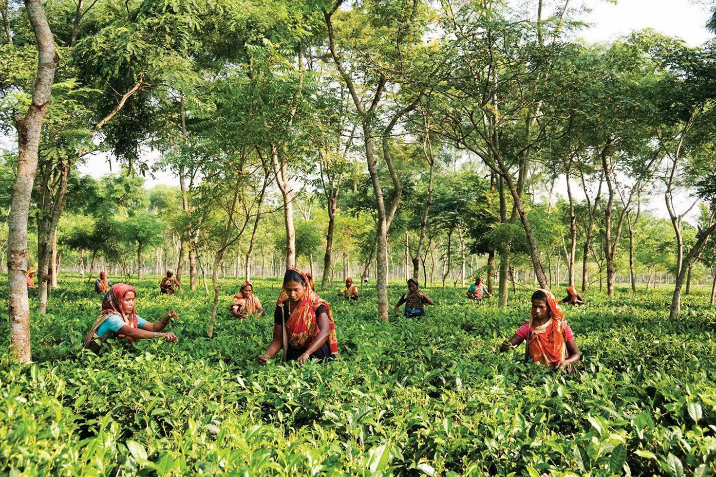 করোনাকালেও রেকর্ড চা উৎপাদন