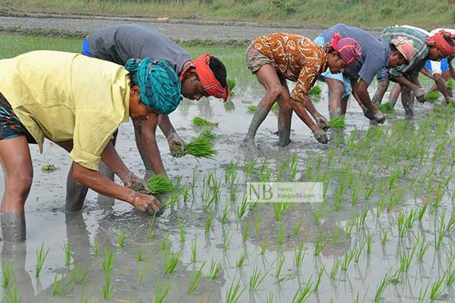 স্বপ্ন-এবার-বোরো-ধানে