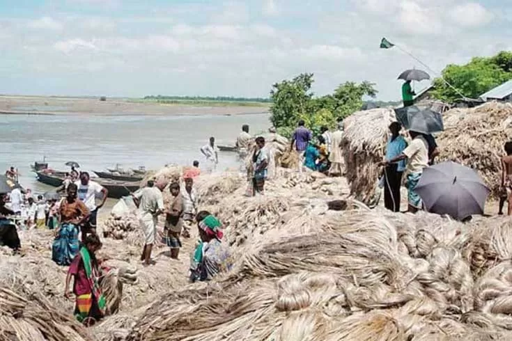 দেশে কাঁচা পাটের দাম নির্ধারণ