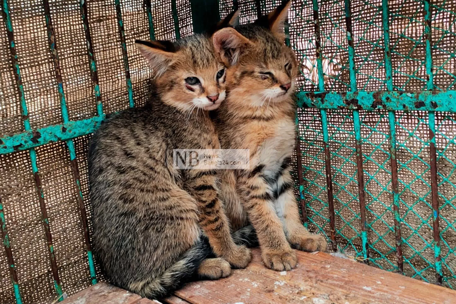 মুরগি চুরির অপরাধে আটক, পরে মুক্তি