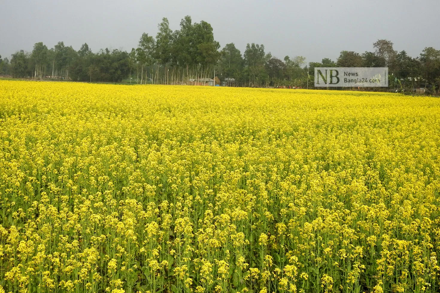 সরিষা ফুলে রঙিন কৃষকের স্বপ্ন