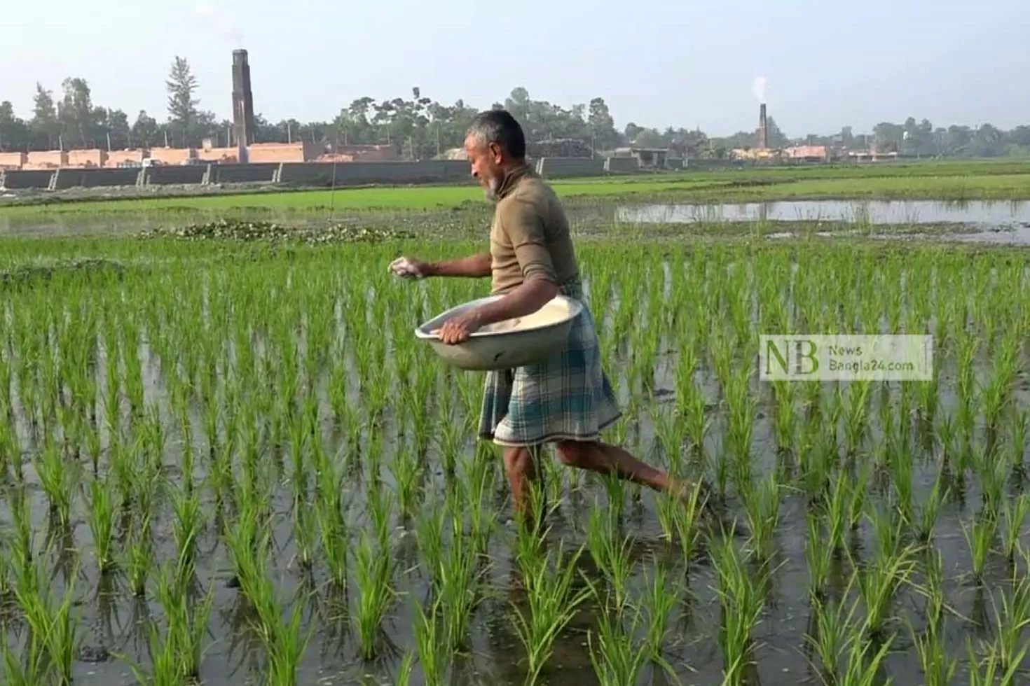 লক্ষ্মীপুরে ভালো দামে বাড়ছে বোরো ধানের চাষ