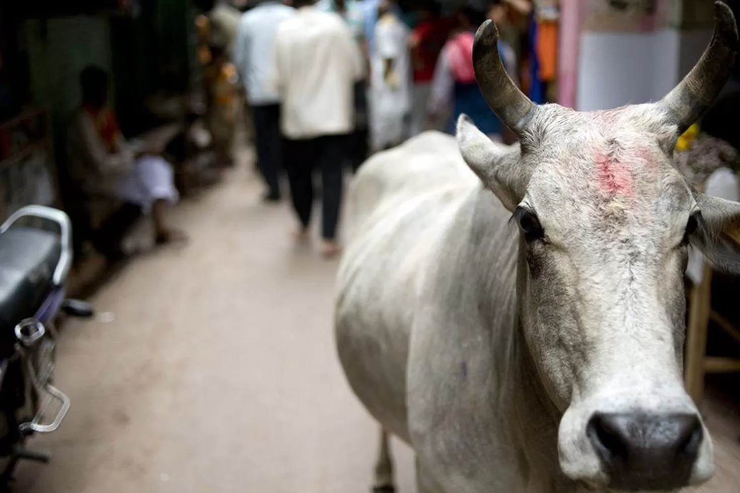 উত্তর-প্রদেশে-নির্বাচন-গরু-রক্ষার-খেসারত-গুনতে-পারে-যোগী-সরকার