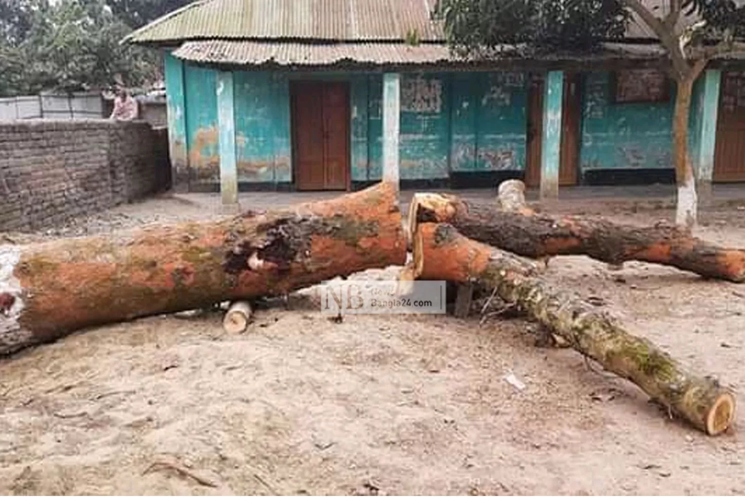 ইউএনও-এর-পরামর্শে-টেন্ডার-ছাড়াই-গাছ-কেটে-বিক্রি