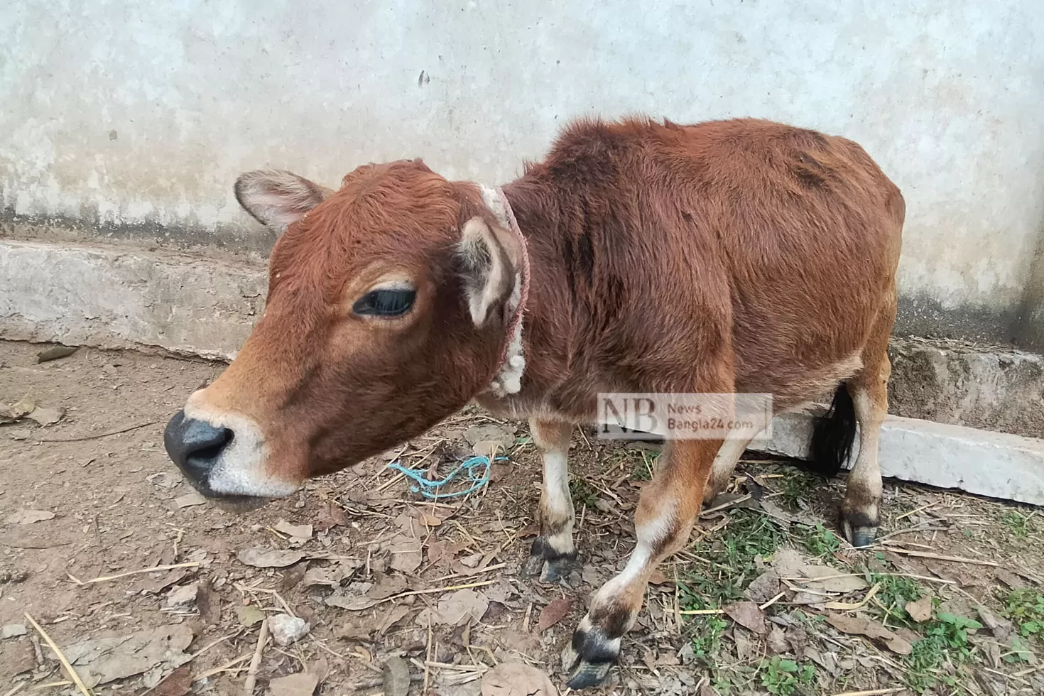 বিশ্বের খর্বাকৃতি গরুর রেকর্ড গড়ার পথে চারু