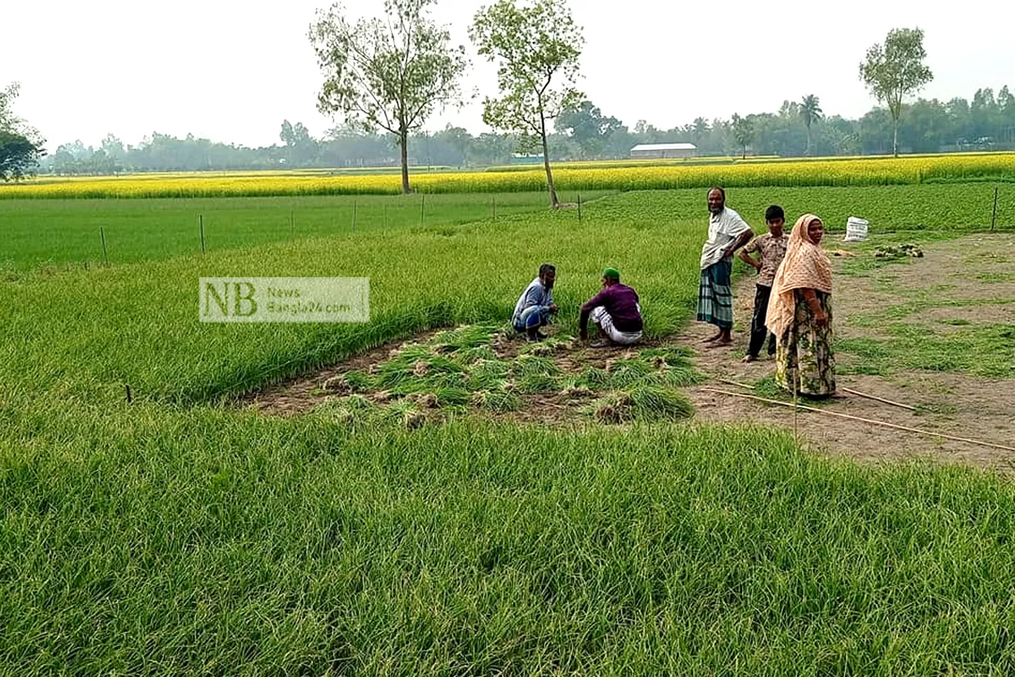 ভালো দামের আশায় বোরো চাষে ব্যস্ত কৃষক