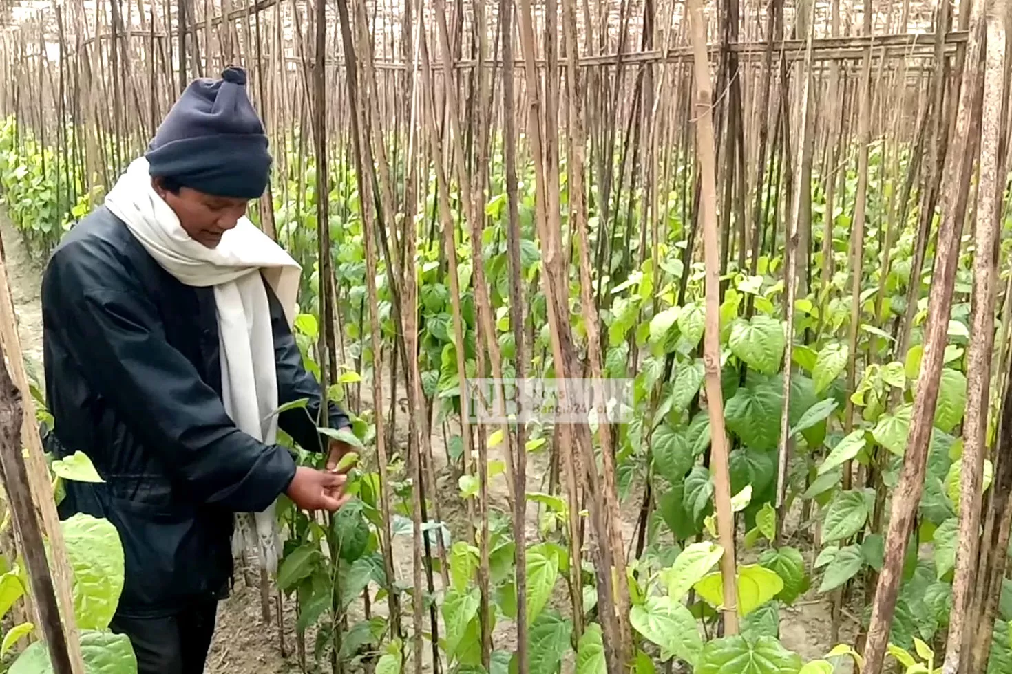 পান-চাষে-সফল-লালমনিরহাটের-অনিল