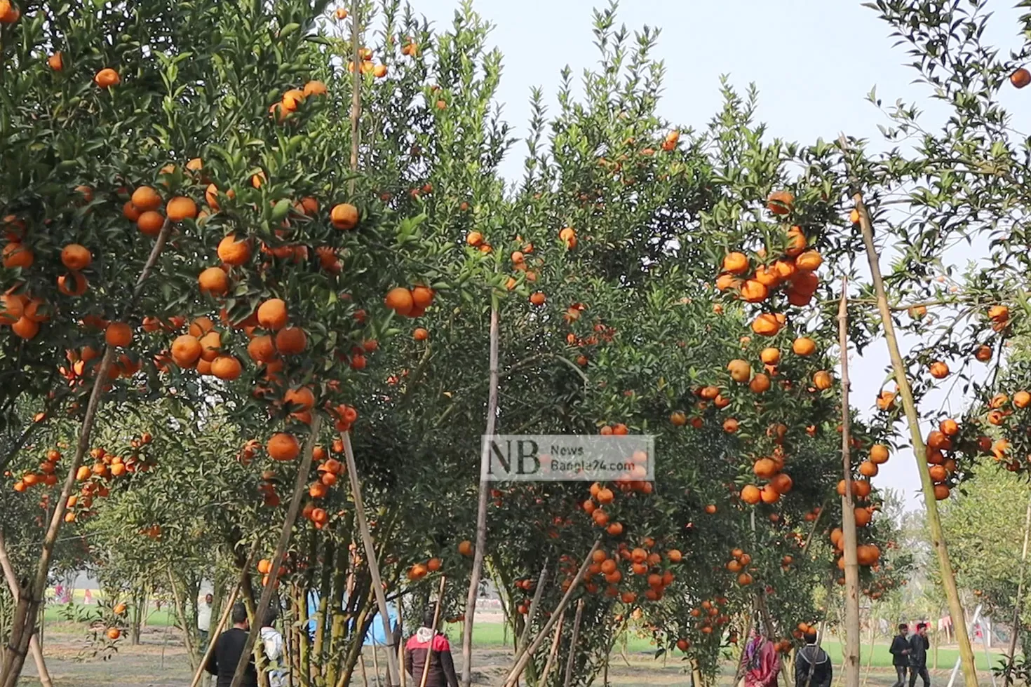 শখের কমলায় জুয়েলের হাসি