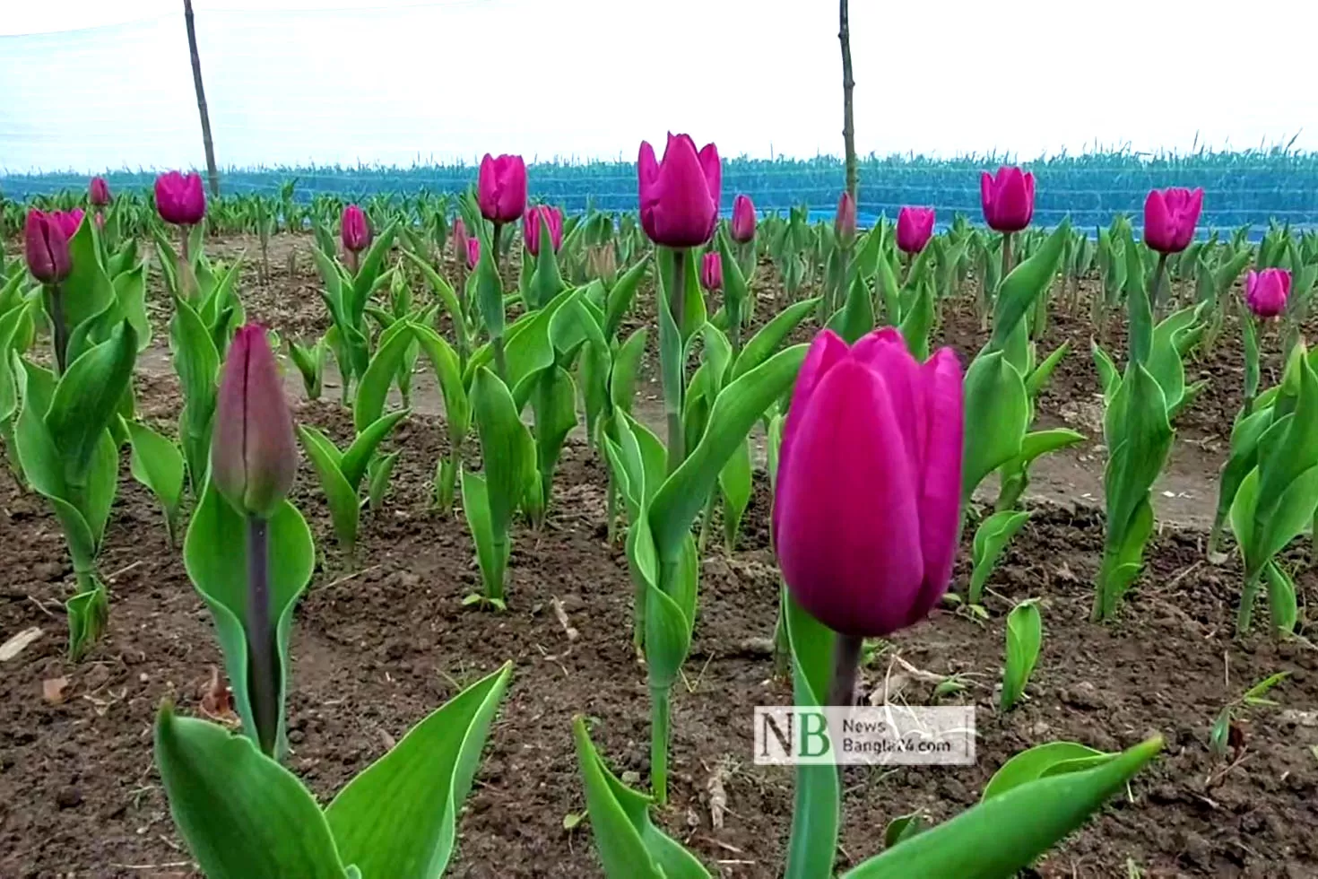 ওপারে কাঞ্চনজঙ্ঘা, এপারে ফুটেছে টিউলিপ