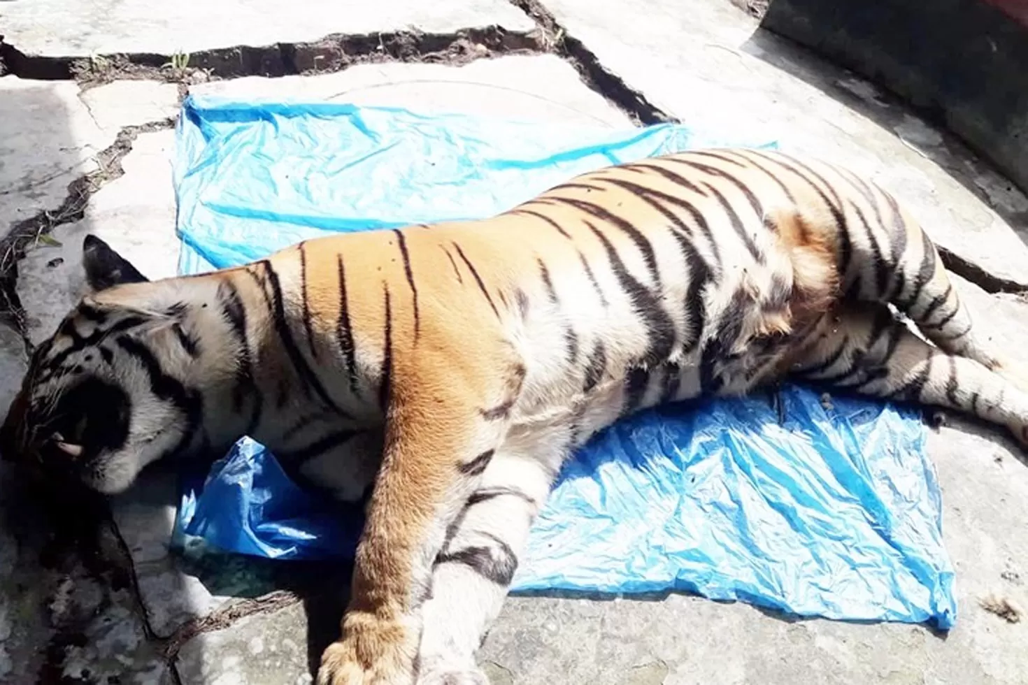 সুন্দরবনে মিলল মৃত রয়েল বেঙ্গল টাইগার