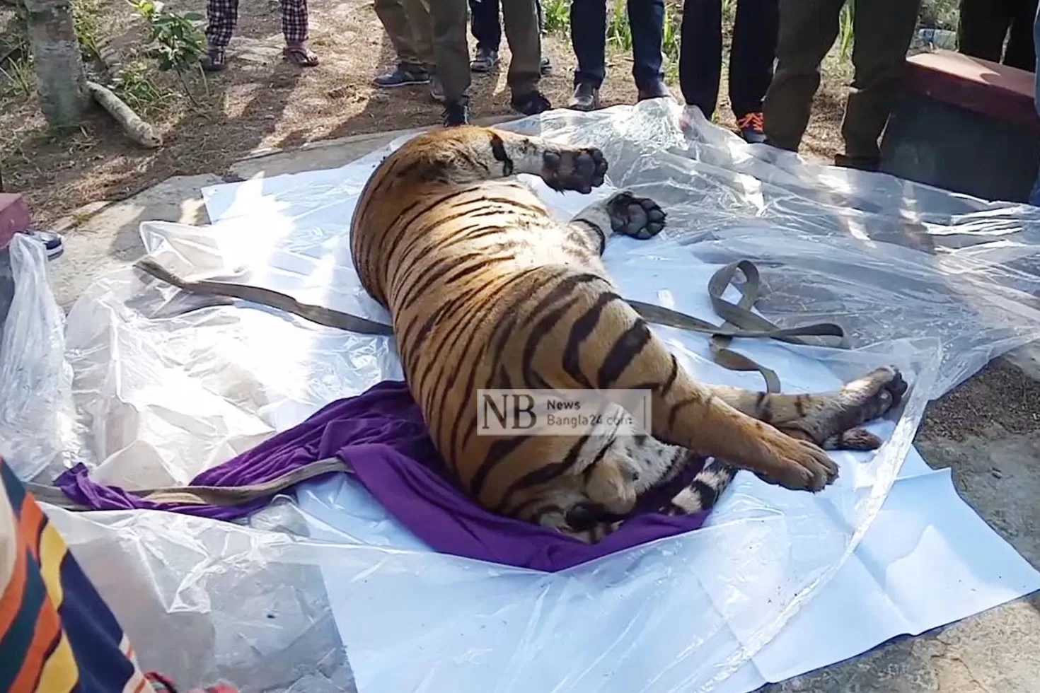 শরণখোলায় উদ্ধার মৃত বাঘের নমুনা যাচ্ছে ল্যাবে