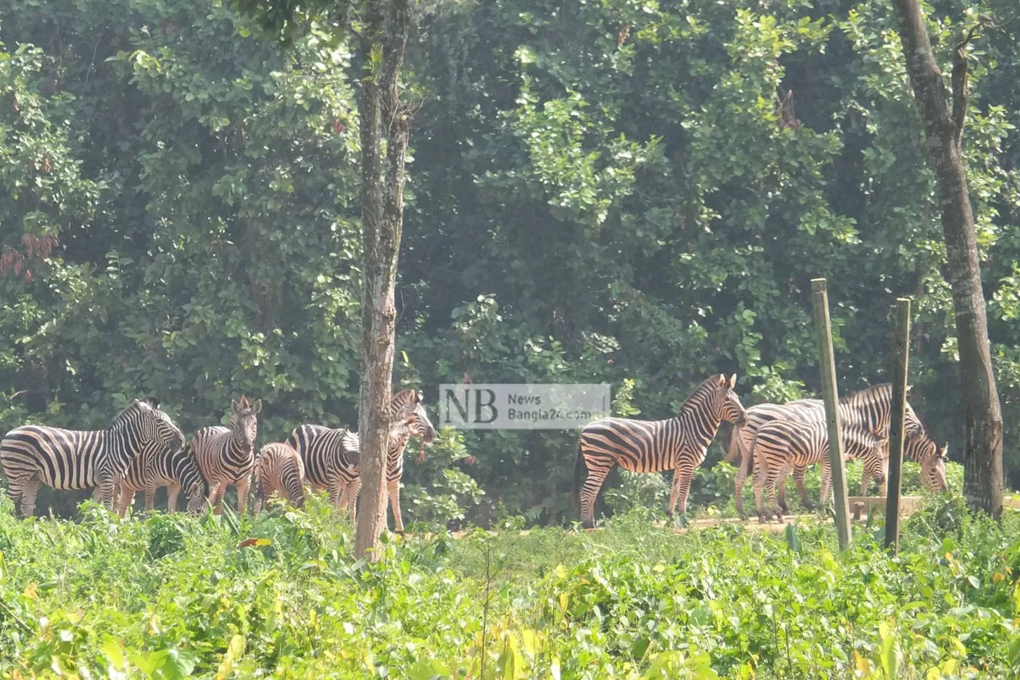 এক মাসে ১১ জেব্রার মৃত্যু